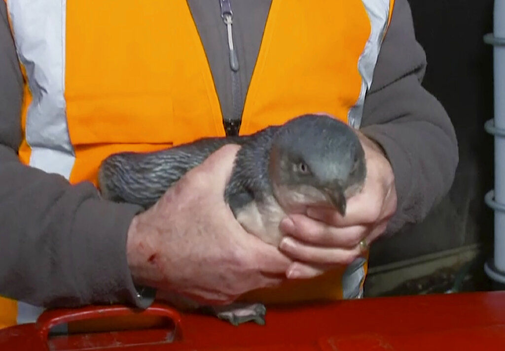 New Zealand Penguins